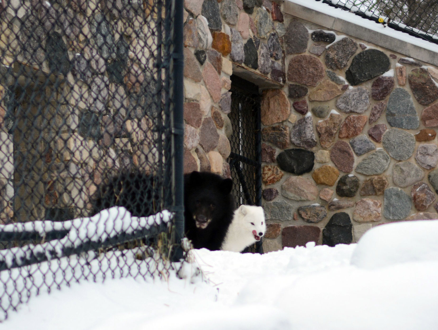 010221-bara-news-bear-01